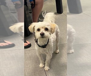 Maltese Dogs for adoption in Rancho Cucamonga, CA, USA