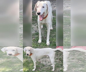 Mutt Dogs for adoption in Stratham, NH, USA
