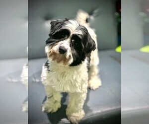 Maltipoo Dogs for adoption in Arcadia, FL, USA