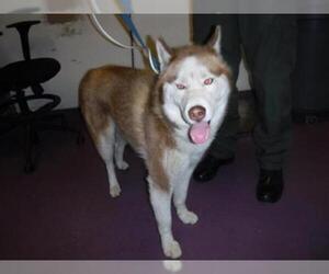 Siberian Husky Dogs for adoption in Long Beach, CA, USA