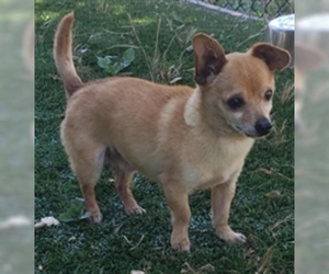 Chihuahua Dogs for adoption in Salinas, CA, USA