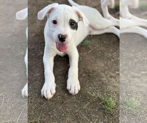 Medium Photo #2 Mutt Puppy For Sale in Phoenix, AZ, USA