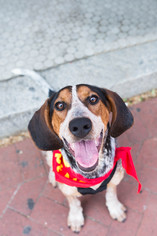 Bluetick Coonhound Dogs for adoption in Washington, DC, USA
