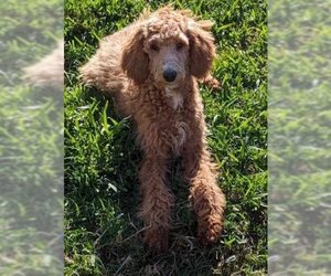 Poodle (Standard) Dogs for adoption in Spring, TX, USA