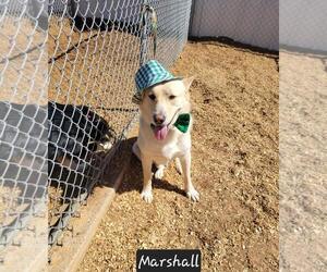 Labrador Retriever-Unknown Mix Dogs for adoption in Granbury, TX, USA
