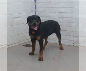 Rottweiler Dogs for adoption in San Bernardino, CA, USA