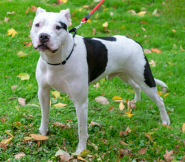 Medium Photo #1 American Bulldog-Unknown Mix Puppy For Sale in Livonia, MI, USA