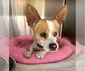 Chihuahua-Unknown Mix Dogs for adoption in Boonton, NJ, USA