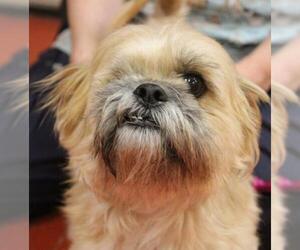 Shih Tzu Dogs for adoption in Hilton Head, SC, USA