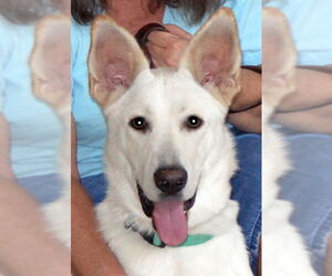 - Mix Dogs for adoption in Phoenix, AZ, USA