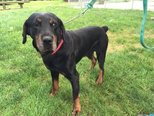 Rottweiler Dogs for adoption in Holland, MI, USA