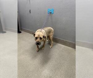 Mutt Dogs for adoption in Las Vegas, NV, USA