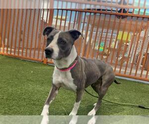 American Pit Bull Terrier-Unknown Mix Dogs for adoption in Las Vegas, NV, USA