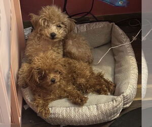 Poodle (Toy) Dogs for adoption in Mukwonago, WI, USA