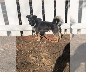 Chihuahua-Unknown Mix Dogs for adoption in Spring Lake, NC, USA