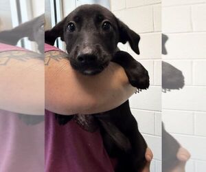 Labrador Retriever-Unknown Mix Dogs for adoption in Hilton Head, SC, USA