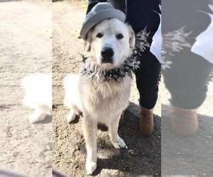 Great Pyrenees Dogs for adoption in San Diego, CA, USA