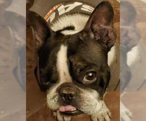 French Bulldog Dogs for adoption in Harrisburg, PA, USA
