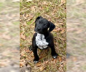 American Pit Bull Terrier-Unknown Mix Dogs for adoption in Slidell, LA, USA