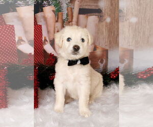 Great Pyrenees-Unknown Mix Dogs for adoption in McKinney, TX, USA