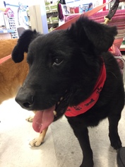 Mutt Dogs for adoption in Alturas, CA, USA