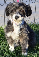 Havashu Dogs for adoption in Palo Alto, CA, USA