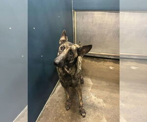 Dutch Shepherd -Unknown Mix Dogs for adoption in Imlay City, MI, USA