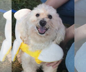 Mutt Dogs for adoption in Philadelphia, PA, USA