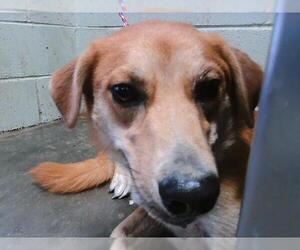 Mutt Dogs for adoption in Tulsa, OK, USA
