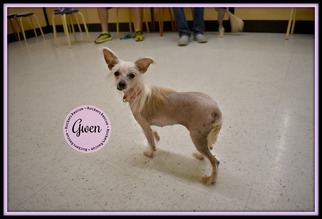 Medium Photo #1 Mutt Puppy For Sale in Greenwood, LA, USA
