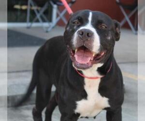 American Bulldog-American Staffordshire Terrier Mix Dogs for adoption in Abbeville, LA, USA