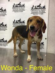 Beagle Dogs for adoption in Waycross, GA, USA