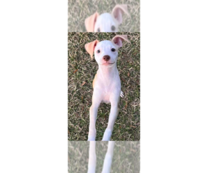 Chihuahua-Unknown Mix Dogs for adoption in oakland, FL, USA