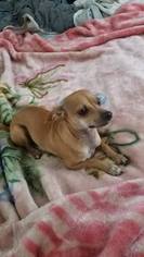Italian Greyhuahua Dogs for adoption in Arlington, WA, USA