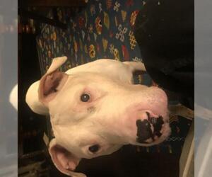 Bull Terrier Dogs for adoption in NYC, NY, USA