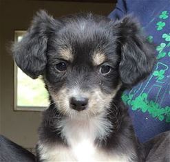 Rat-Cha Dogs for adoption in Pleasanton, CA, USA