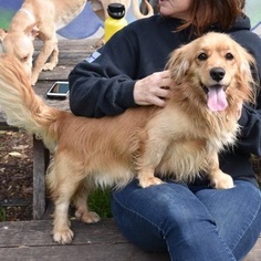Golden Cocker Retriever Dogs for adoption in VACAVILLE, CA, USA