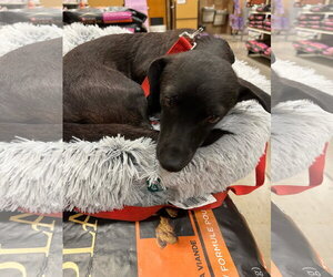 Dachshund-Unknown Mix Dogs for adoption in Pipe Creek, TX, USA