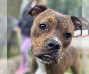 Bullboxer Pit Dogs for adoption in Techny, IL, USA