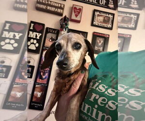 Dachshund-Unknown Mix Dogs for adoption in New London, WI, USA