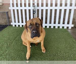 Dogue de Bordeaux Dogs for adoption in Modesto, CA, USA