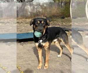 Rottweiler-Unknown Mix Dogs for adoption in Plymouth, MN, USA