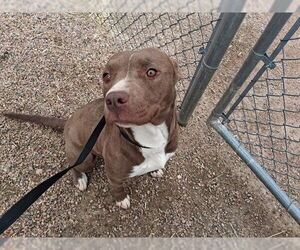 Mutt Dogs for adoption in Pueblo, CO, USA