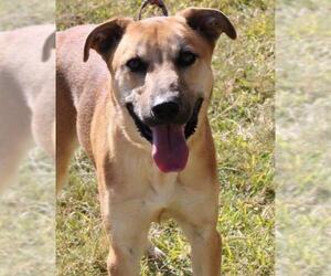 Shepradors Dogs for adoption in Bandera, TX, USA