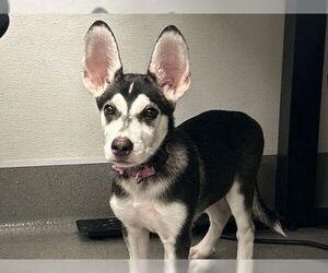 Siberian Husky Dogs for adoption in Redwood City, CA, USA