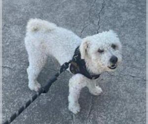 Bichon Frise Dogs for adoption in Oakley, CA, USA