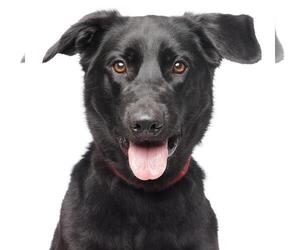 Shepradors Dogs for adoption in Los Angeles, CA, USA