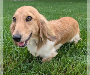 Dachshund Dogs for adoption in Shelbyville, TN, USA