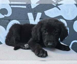 Labrador Retriever-Unknown Mix Dogs for adoption in Brewster, NY, USA
