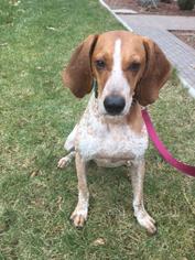 Coonhound Dogs for adoption in Templeton, MA, USA